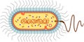 Bacterial cell structure. Prokaryotic cell with nucleoid, flagellum, plazmid,